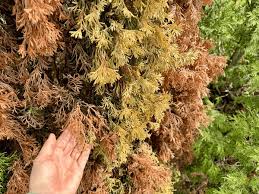 Image result for thuja drying out dead dried symptoms)