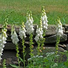 Image result for Digitalis purpurea alba/ red spots