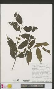 Image result for Chaetocarpus
