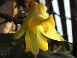 Image result for Polystachya fallax