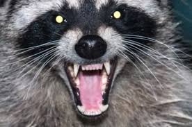 While humans can break an ankle from tripping up on pavement, dogs seem to be a bit more invincible. How Dangerous Is A Raccoon Bite Quora