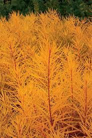 Required fields are marked * name * email * website. Bluestar A Native Plant For The Masses Finegardening