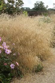 Image result for Deschampsia