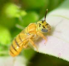 Image result for Isoglossa perdita