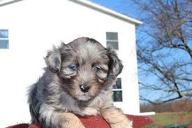 Should i breed the female offspring with a mini poodle or a toy poodle? F1 Mini Aussie Doodles Puppies For Sale F1aussiedoodles In Iowa