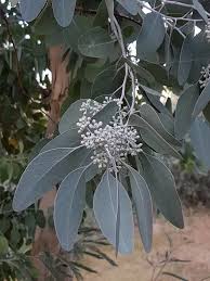 Image result for Eucalyptus