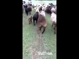 а я иду такая вся в дольче габбана скачать песню Super Barashek A Ya Idu Takaya Vsya V Dolche Gabana Youtube