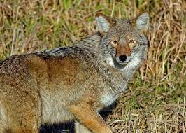 Prairie Wolf Coyote Beautiful Wolves Wild Dogs Coyote