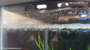 Ini 7 Faktor Penyebab Air Aquarium Berbusa Hewanpedia