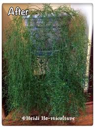 Image result for Asparagus pendulus