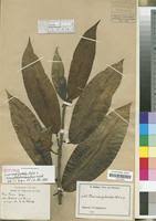 Image result for Ficus barteri