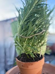 Image result for rosemary container