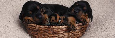 Check spelling or type a new query. Ajt European Dobermans