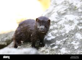 Baby Mink High Resolution Stock Photography And Images Alamy