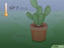 You can have a whole new plant growing in just a week!!! 4 Ways To Propagate A Cactus Wikihow