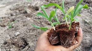Here at bentley seeds, we want to set you up for success. When To Plant Corn All The Top Tips