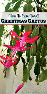 Can i use african violet soil for. Just Get A Christmas Cactus And Wondering What You Do With It Now I Am Going To Share A Few Tips On How Christmas Cactus Plant Christmas Cactus Cactus Plants