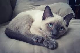 One thing that can determine the cost of the siamese you points are milk chocolate color. Siamese Cats For Sale Jacksonville Fl 284309 Petzlover