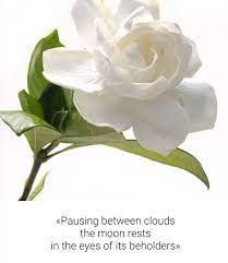 Pin By Sweet Angel On Elite And Emojis Ghinwa Flowers Rose Graffiti