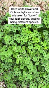 Image result for Oxalis tetraphylla