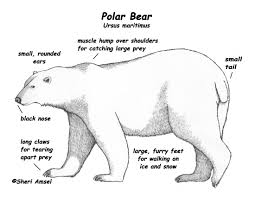 Their wings, shaped like flippers, also help them. 10 Polar Bears Ideas Polar Animals Polar Bear Polar Bear Craft