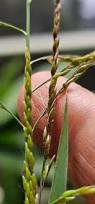 Image result for Eriochloa fatmensis