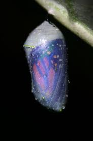 Log In Metamorfosis Insectos Animales Extraordinarios