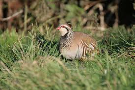 Image result for Alectoris rufa