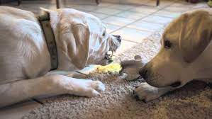 Why Is Your Dog Throwing Up Yellow