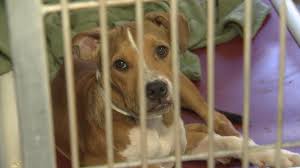 Customers will not be allowed to walk through adoption areas at any site. Two Largest Animal Shelters In Phoenix Area Join Forces To Reunite Lost Pets With Owners Critter Corner Azfamily Com