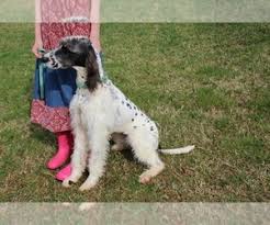 Stoney creek, ontario, was a municipality that is now part of hamilton, ontario. Puppies For Sale Near Chuckey Tennessee Usa Page 1 10 Per Page Puppyfinder Com