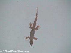 One day i saw a chameleon catch a couple of palmetto. 16 Lizard Repellent Ideas Lizard Get Rid Of Lizards Repellent