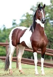 Pin On Horse S