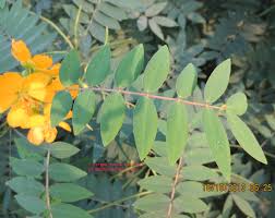 Image result for Senna sophera