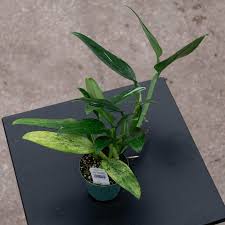 Image result for Selago albomarginata