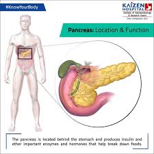 Knowyourbody Pancreas Location Function The Pancreas Is Located Behind The Stomach And Produces Insulin And Other Pancreas Pancreatitis Symptoms Hormones