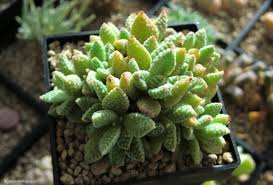 Image result for Crassula alsinoides