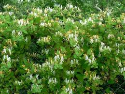 Image result for Lonicera