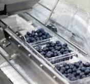 Integrated blueberry solutions | TOMRA