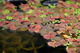 Image result for Phyllanthus polyanthus