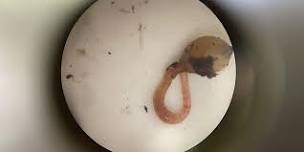 FREE Workshop: Under the Microscope - Living Soils
