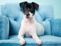 Driver's license or state id) that lists your current address. Adoptable Pets City Of Grand Prairie