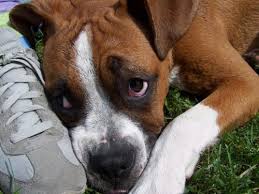 Cherry eye is likely caused by weak connective tissue, eye trauma, or horseplay. What Causes Cherry Eye In Dogs Canna Pet