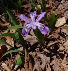 Image result for Zygotritonia atropurpurea