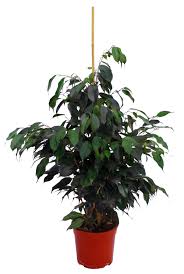 Image result for ficus benjamina en casa