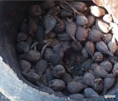 Image result for Aframomum corrorima