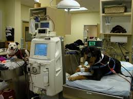 Davis (cbs13) — the uc davis veterinary hospital received its first few patients from the lnu lightning complex fire wednesday night after ferocious flames and thick smoke tore through ranches and farms in rural solano county. Uc Davis Veterinary Medical Center San Diego 10 Photos 30 Reviews Veterinarians 10435 Sorrento Valley Rd San Diego Ca United States Phone Number