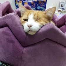 We are a family based pet supplies store in albufeira.we aim to provide the highest quality of food and products for your pets.uma loja na. Paws 4 Pets Facebook