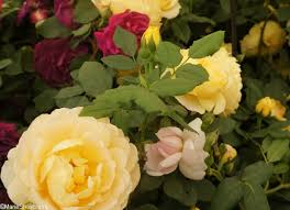 All 50th wedding anniversary invitations come with free envelopes, free proofing service via email and delivery over £25 to you. 50 Golden Celebration Plants For Your Garden Garden Designer