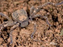 Image result for Orthopichonia schweinfurthii